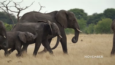 'Using their trunks
like a nasal periscope, - A Year on Planet Earth