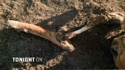 Usually they follow a pattern
of removing the eye, - Beyond Skinwalker Ranch
