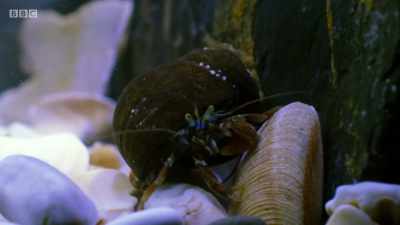 Usually, hermit crabs will fight
to win a larger shell - Wales: Land of the Wild