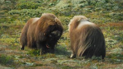 Usually one backs down... - Big Beasts