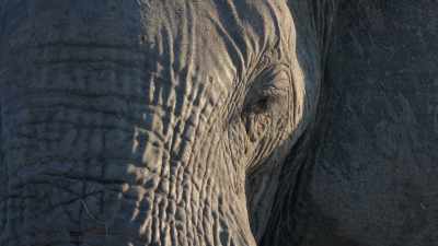 Usually with the animals
that we follow, - In the Footsteps of Elephant