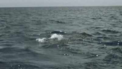 VALERIE: It swam out to sea... - Playing with Sharks
