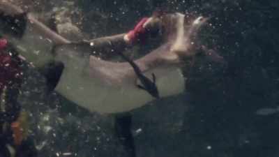 VALERIE: So we got to know them better
than most other animals. - Playing with Sharks