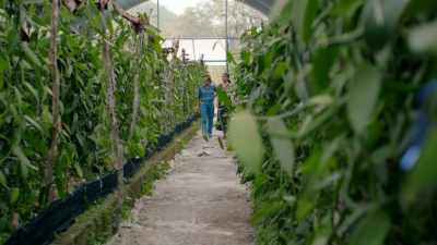 Vanilla comes
from the seed pods - Eva Longoria: Searching for Mexico