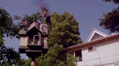 Vann now that he's gone the birds have come - The Minus Man
