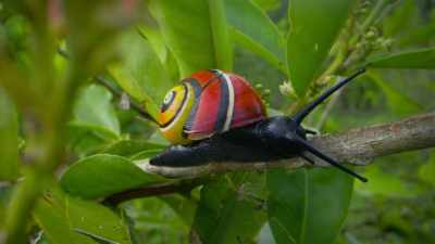 Variations of individuals
within a species is not - Attenborough's Life in Colour