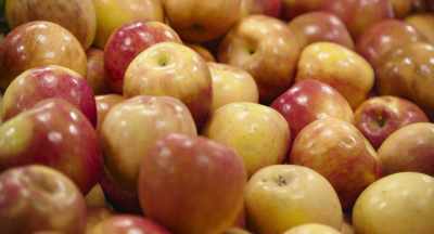 Varieties that we grow
are Ginger Gold, Gala, - The Pollinators