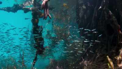 Vast numbers of the ocean's young fish, - Blue Planet II