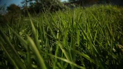 Vegetation and grass
approximately three - Project Blue Book Exposed