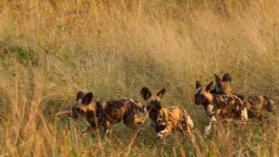 Venus takes the hint - Wild Babies