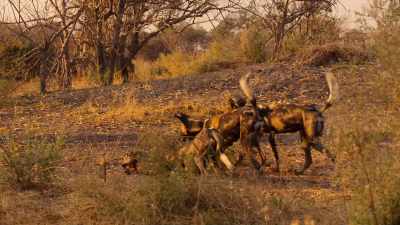 Venus's skill and confidence
has helped reunite the pack, - Wild Babies