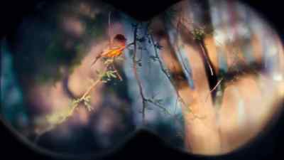 Vermilion flycatcher. - Dickinson