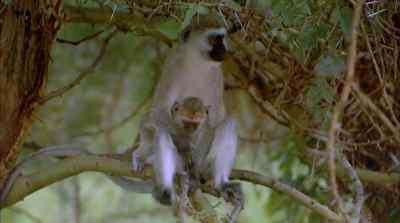 Vervet monkeys find in trees both
sustenance and safety - Africa: The Serengeti