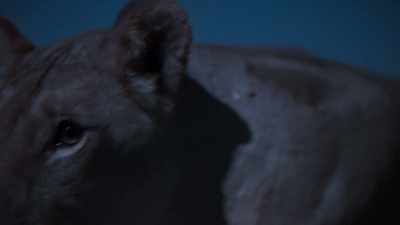 Very cool cats though. - In the Footsteps of Elephant