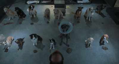 Very funny. (chuckles) - Strays