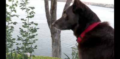 ..very quickly, I think,
he knew and I knew that - Koko: A Red Dog Story