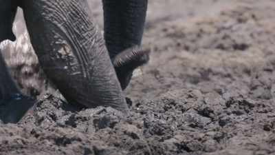 Very quickly the situation
turned into a life-threatening situation. - In the Footsteps of Elephant