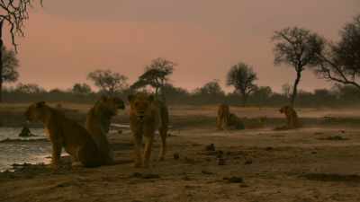 Very raw, very real. - In the Footsteps of Elephant