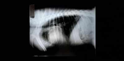 VET: So this is a lateral X-ray, - Koko: A Red Dog Story