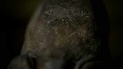 VETERINARY FORENSICS EXPERTS
AT U.C. DAVIS IN CALIFORNIA - Strange Evidence