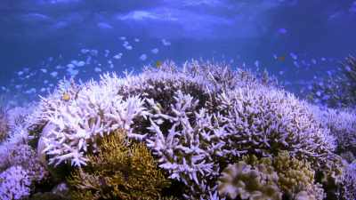 [Vevers]  When the coral bleaches, - Chasing Coral