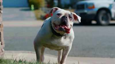 [Vinnie]
Put your filthy paws on me,
I keep '’em. - Pups Alone