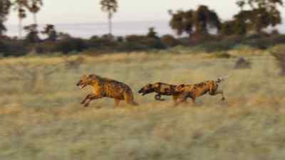Violent clashes over the
last remaining hunting grounds - Predators