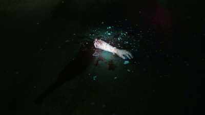 [VIOLET] Olivia's left arm
on the blacktop - Light as a Feather