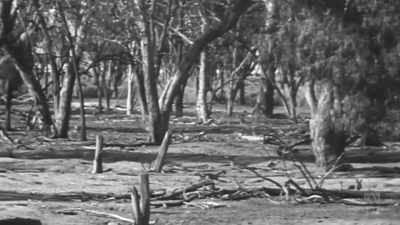 VOICEOVER 2: Grasslands are laid
bare as rabbits destroy vegetation, - Aussie Inventions That Changed The World
