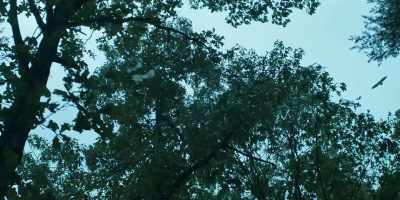 [vultures screeching] - Ozark