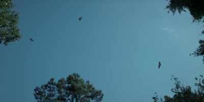 [vultures screeching] - Ozark