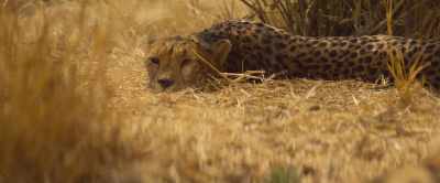 Wa Chini and her cubs
are running on empty. - Our Universe