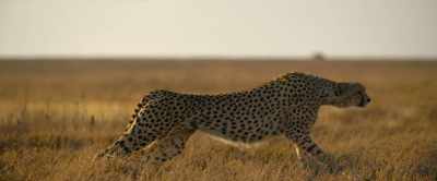 Wa Chini is hunting for energy… - Our Universe