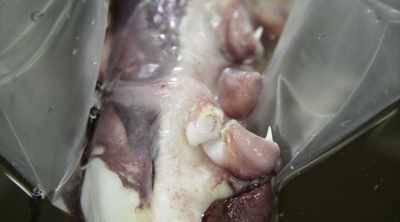Wade: Just how big
giant squid can grow - Mysteries of the Deep