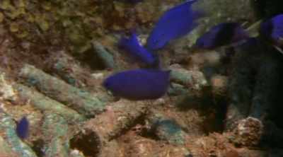 Wade: Once a mine is found,
the remus auv - Mysteries of the Deep