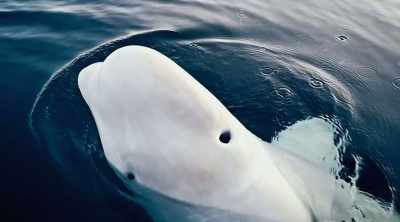 Wade: So, is the beluga whale
found in norway - Mysteries of the Deep