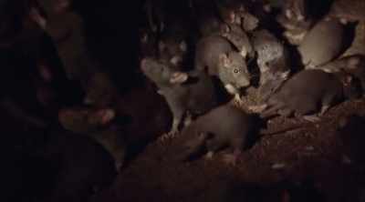 Wade:
Speculation mounts as to how
an army of rats - Mysteries of the Deep