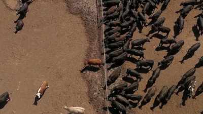 "Wait a minute
Why are we looking at cattle?" - The World According to Jeff Goldblum