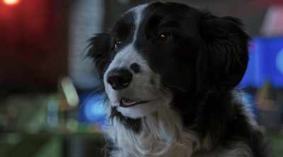 Wait a second. We're not
field agents, we're just monitors. - Cats & Dogs 3: Paws Unite