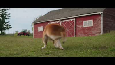 Wait, didn't Bailey used to do that? - A Dog's Purpose