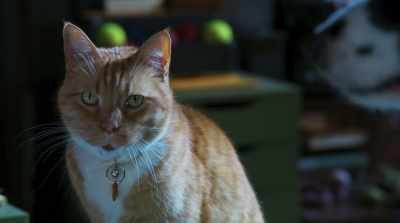 - Wait, you saw some action?
- Enough to know it wasn't for me. - Cats & Dogs 3: Paws Unite
