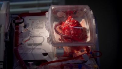 Wait. Wait. Everyone, shut up. - Grey's Anatomy
