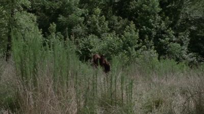 Wait, wait, wait. - The Walking Dead