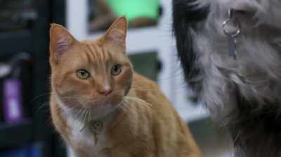 Wait. Your old partner,
your mentor, that was Ed? - Cats & Dogs 3: Paws Unite