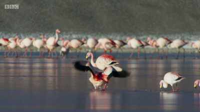 Walking on thin ice is always risky. - Planet Earth: A Celebration