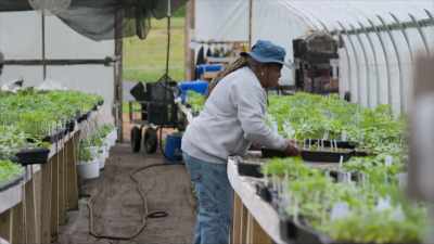 Wallach, voice-over:
When they leave the farm, - A Brief History of the Future