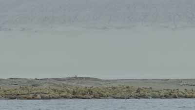 (Walrus whistling) - Oceans: Our Blue Planet