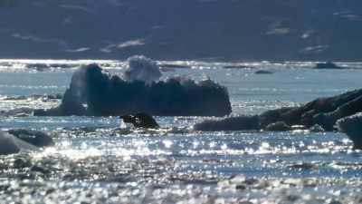 Walruses are among those
that are seriously affected. - Blue Planet II