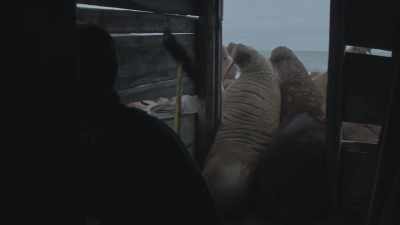 [walruses grunting and snorting] - Haulout
