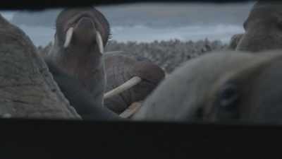 [walruses grunting] - Haulout
